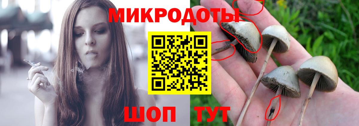 Галлюциногенные грибы Psilocybe Бутурлиновка